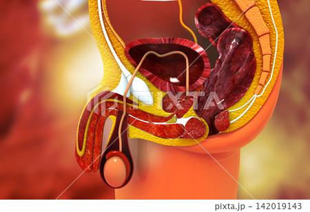 Anatomy of male reproductive system cross section 142019143