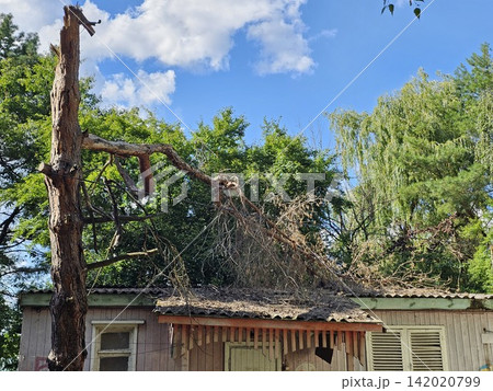 Broken tree branch resting on the roof of an old wooden house after storm damage in a quiet rural neighborhood Broken tree branch resting on the roof of an old wooden house after storm damage in a quiet rural neighborhood 142020799