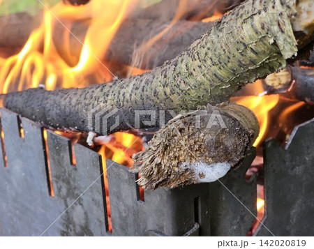 Wet forest branches burning on an outdoor grill as heat releases drops and small bubbles of moisture from the wood beside bright flames and hot coals Wet forest branches burning on an outdoor grill as heat releases drops and small bubbles of moisture from the wood beside bright flames and hot coals 142020819