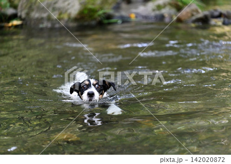 気持ちよさそうに川で泳ぐ愛犬 ジャックラッセルテリア(ブロークンコート) 気持ちよさそうに川で泳ぐ愛犬 ジャックラッセルテリア(ブロークンコート) 142020872