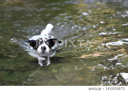 気持ちよさそうに川で泳ぐ愛犬 ジャックラッセルテリア(ブロークンコート) 気持ちよさそうに川で泳ぐ愛犬 ジャックラッセルテリア(ブロークンコート) 142020873