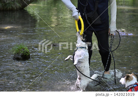 ジャックのアゴの力は強いぞ！！リングで遊ぶ女性と遊ぶ愛犬　ジャックラッセルテリア 142021019