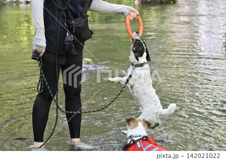 ジャックのアゴの力は強いぞ!!リングで遊ぶ女性と遊ぶ愛犬 ジャックラッセルテリア ジャックのアゴの力は強いぞ!!リングで遊ぶ女性と遊ぶ愛犬 ジャックラッセルテリア 142021022
