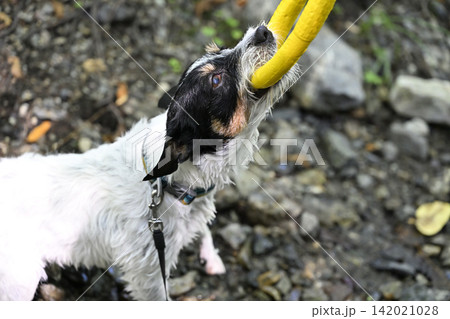 ジャックのアゴの力は強いぞ！！リングで遊ぶ女性と遊ぶ愛犬　ジャックラッセルテリア 142021028