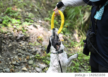 ジャックのアゴの力は強いぞ！！リングで遊ぶ女性と遊ぶ愛犬　ジャックラッセルテリア 142021030