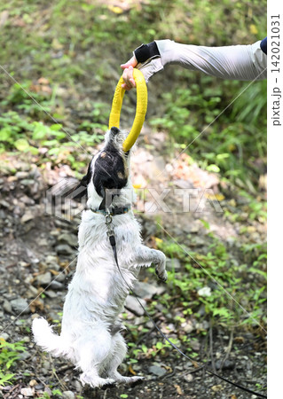 ジャックのアゴの力は強いぞ！！リングで遊ぶ女性と遊ぶ愛犬　ジャックラッセルテリア 142021031
