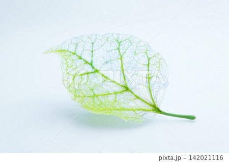 Leaf structure displays fiber optic strands with intricate vein patterns Leaf structure displays fiber optic strands with intricate vein patterns 142021116