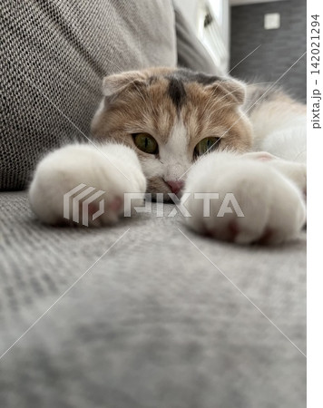 昼寝する猫 昼寝する猫 142021294