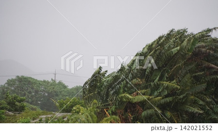 台風の強風で揺れるオウギバショウ 142021552