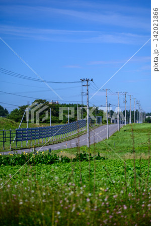 東北の田舎道と電柱|手前に野花をぼかした縦位置の田園風景 東北の田舎道と電柱|手前に野花をぼかした縦位置の田園風景 142021866