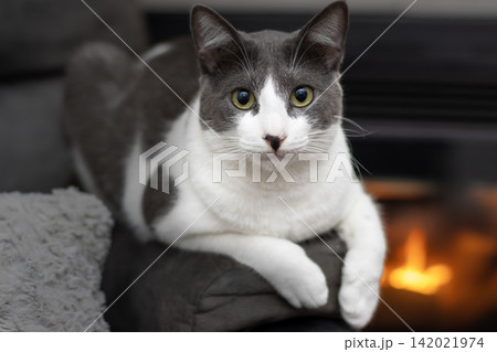 Adorable gray and white cat relaxing indoors beside a warm fireplace, ideal for pet care, home comfort, cozy lifestyle, winter, and animal advertising. Adorable gray and white cat relaxing indoors beside a warm fireplace, ideal for pet care, home comfort, cozy lifestyle, winter, and animal advertising. 142021974