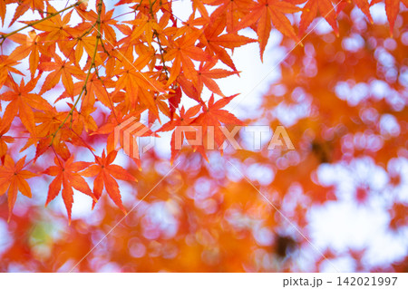 紅葉 見頃 紅葉 見頃 142021997