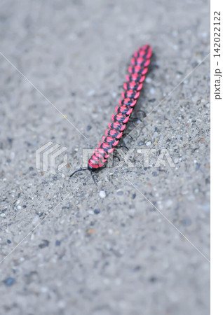 Flat backed millipede or Polydesmida or Paradoxosomatidae or Orthomorpha or Orthomorpha parasericata or Antheromorpha uncinata or Flat-backed millipede or red Millipede Flat backed millipede or Polydesmida or Paradoxosomatidae or Orthomorpha or Orthomorpha parasericata or Antheromorpha uncinata or Flat-backed millipede or red Millipede 142022122