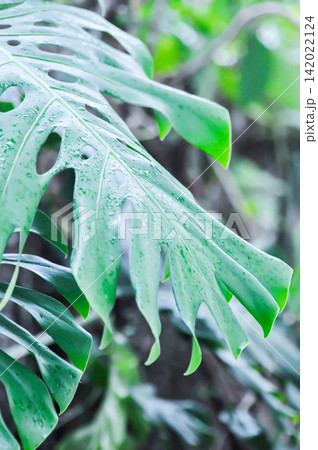 Monstera, Hurricane plant or Swiss cheese plant and rain droplet or dew drop on the leaf 142022124