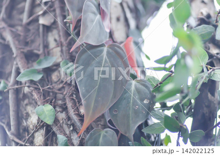 Black Gold Philodendron, Micans or  Philodendron hederaceum or  Philodendron melanochrysum Linden and Andre or Velour Philodendron or Araceae or brown leaf 142022125