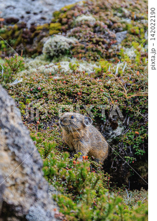 黒岳の高山植物と岩場に溶け込みながらひょっこりと顔をのぞかせるナキウサギ 黒岳の高山植物と岩場に溶け込みながらひょっこりと顔をのぞかせるナキウサギ 142022190