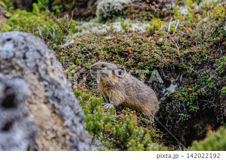 色づき始めた高山植物の隙間から外の様子をうかがう北海道のエゾナキウサギ 色づき始めた高山植物の隙間から外の様子をうかがう北海道のエゾナキウサギ 142022192