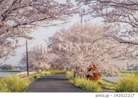 桜と菜の花に彩られた福岡の桜並木 桜と菜の花に彩られた福岡の桜並木 142022217
