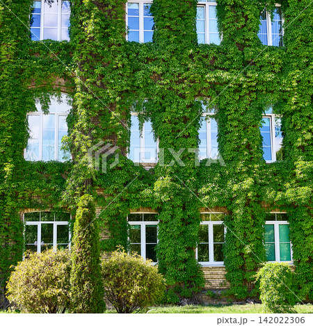 Exterior of a brick building overgrown with wild climbing ivy vines 142022306