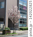 豊橋の早い桜 142022825