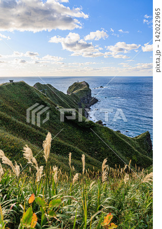 秋風に揺れるススキと日本海へ突き出る積丹半島・神威岬の雄大なパノラマ絶景 秋風に揺れるススキと日本海へ突き出る積丹半島・神威岬の雄大なパノラマ絶景 142022965
