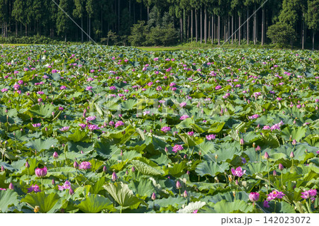 福井県南越前町南条の花ハス 栽培と収穫・出荷作業 福井県南越前町南条の花ハス 栽培と収穫・出荷作業 142023072
