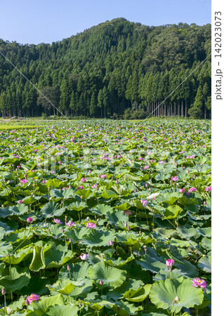 福井県南越前町南条の花ハス 栽培と収穫・出荷作業 福井県南越前町南条の花ハス 栽培と収穫・出荷作業 142023073
