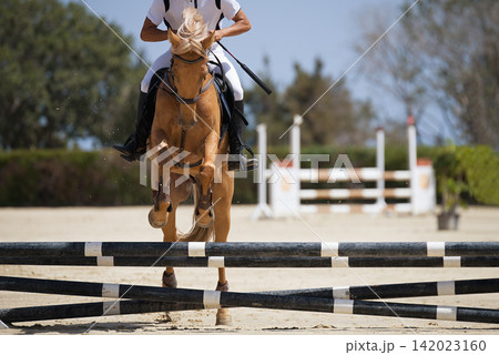 Jockey on her horse leaping over a hurdle, jumping over hurdle on competition Jockey on her horse leaping over a hurdle, jumping over hurdle on competition 142023160