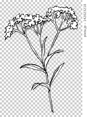 A hand-drawn line art illustration of blooming valerian flowers. A hand-drawn line art illustration of blooming valerian flowers. 142023218