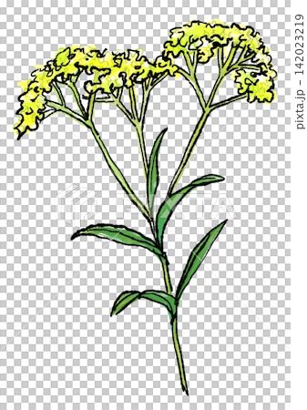 Hand-drawn line art and watercolor illustration of blooming valerian flowers Hand-drawn line art and watercolor illustration of blooming valerian flowers 142023219