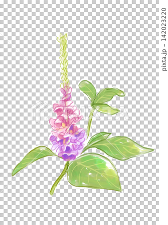 A hand-painted watercolor illustration of kudzu flowers in full bloom. A hand-painted watercolor illustration of kudzu flowers in full bloom. 142023220