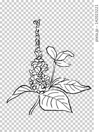 A hand-drawn line art illustration of kudzu flowers in full bloom. A hand-drawn line art illustration of kudzu flowers in full bloom. 142023221