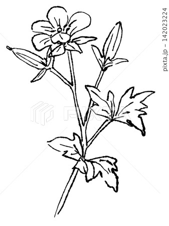 咲き誇るゲンノショウコの花の手描きの線画イラスト 咲き誇るゲンノショウコの花の手描きの線画イラスト 142023224