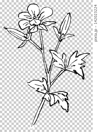 咲き誇るゲンノショウコの花の手描きの線画イラスト 咲き誇るゲンノショウコの花の手描きの線画イラスト 142023224