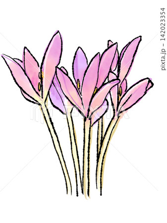 咲き誇るコルチカムの花の手描きの線画と水彩イラスト 咲き誇るコルチカムの花の手描きの線画と水彩イラスト 142023354