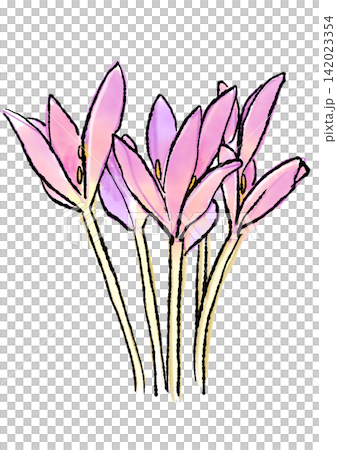 咲き誇るコルチカムの花の手描きの線画と水彩イラスト 咲き誇るコルチカムの花の手描きの線画と水彩イラスト 142023354