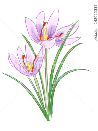 咲き誇るサフランの花の手描きの水彩イラスト 咲き誇るサフランの花の手描きの水彩イラスト 142023355
