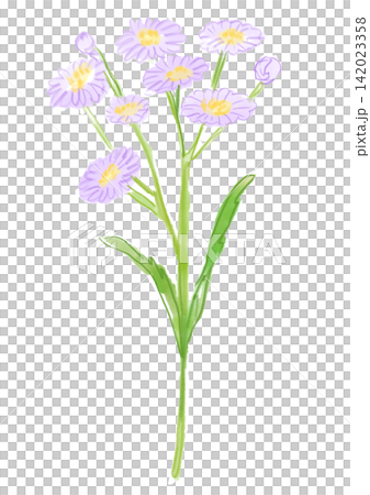 A hand-painted watercolor illustration of blooming aster flowers. A hand-painted watercolor illustration of blooming aster flowers. 142023358
