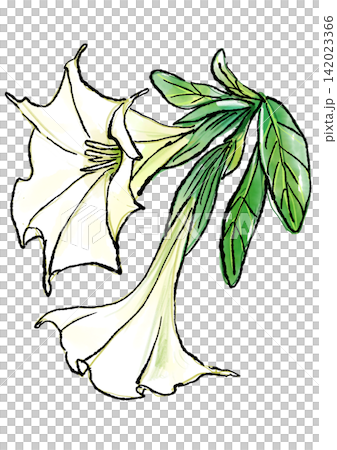 Hand-drawn line art and watercolor illustration of blooming Datura flowers Hand-drawn line art and watercolor illustration of blooming Datura flowers 142023366
