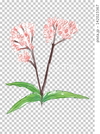 A hand-painted watercolor illustration of blooming Eupatorium flowers. A hand-painted watercolor illustration of blooming Eupatorium flowers. 142023367