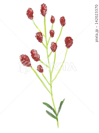 咲き誇るワレモコウの花の手描きの水彩イラスト 142023370