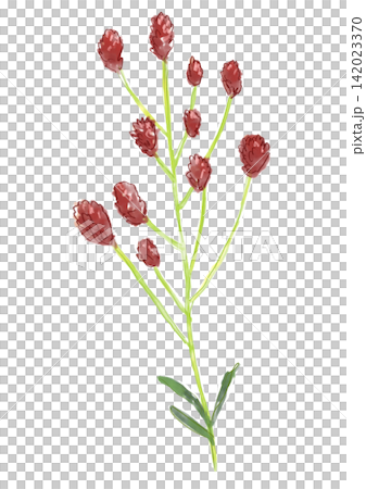 咲き誇るワレモコウの花の手描きの水彩イラスト 142023370