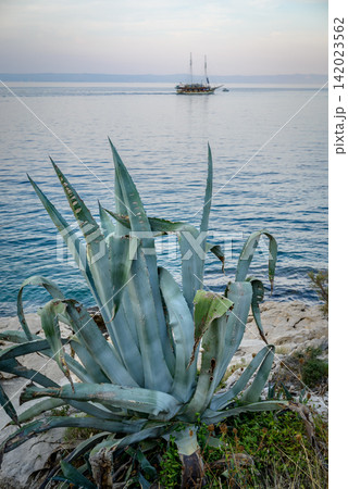 A serene coastal landscape featuring a large, weathered agave plant on a rocky shoreline with a distant sailboat cutting through calm water A serene coastal landscape featuring a large, weathered agave plant on a rocky shoreline with a distant sailboat cutting through calm water 142023562