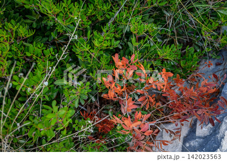 A dense, lush green shrub with delicate dry stems contrasts against vibrant red leaves in an overcast landscape A dense, lush green shrub with delicate dry stems contrasts against vibrant red leaves in an overcast landscape 142023563