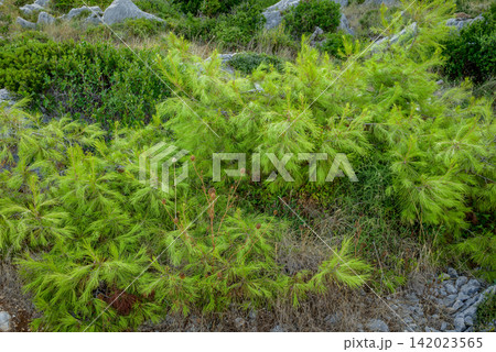 A vibrant, dense shrub in a rugged natural setting. A vibrant, dense shrub in a rugged natural setting. 142023565