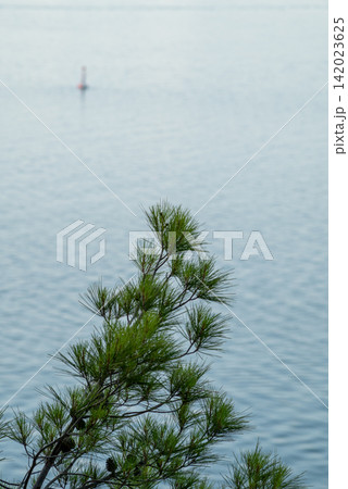 A serene close-up view of a pine tree branch in front of a vast calm body of water A serene close-up view of a pine tree branch in front of a vast calm body of water 142023625