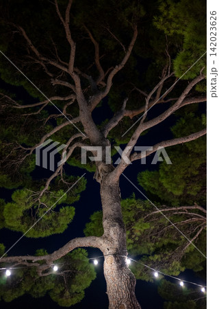 A large ancient pine tree dominating an upward-looking photograph at night, with its gnarled trunk and sprawling branches forming intricate lines against a dark sky A large ancient pine tree dominating an upward-looking photograph at night, with its gnarled trunk and sprawling branches forming intricate lines against a dark sky 142023626