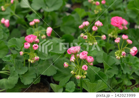 Closeup pink pelargonium flowers greenhouse, potted plants, lush green soft leaves, ideal for broll intro. Decorative Bright blossoms in greenhouse setting. Vivid pelargoniums. Beautiful Nature video Closeup pink pelargonium flowers greenhouse, potted plants, lush green soft leaves, ideal for broll intro. Decorative Bright blossoms in greenhouse setting. Vivid pelargoniums. Beautiful Nature video 142023999