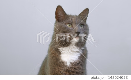 Cat on Gray Background. Gray White Feline Against Neutral Grey Plain Backdrop. Real Shot Cat Isolated is Sitting, Looking Up, Playing. Kitty Cat licks its muzzle. Kitten video. Goods for pets 4K Cat on Gray Background. Gray White Feline Against Neutral Grey Plain Backdrop. Real Shot Cat Isolated is Sitting, Looking Up, Playing. Kitty Cat licks its muzzle. Kitten video. Goods for pets 4K 142024038