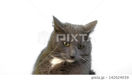 Cat on White Background. Gray White Feline Against Neutral Grey Plain Backdrop. Real Shot Cat Isolated is Sitting, Looking Up, Playing. Kitty Cat licks its muzzle. Kitten video. Goods for pets 4K 142024039